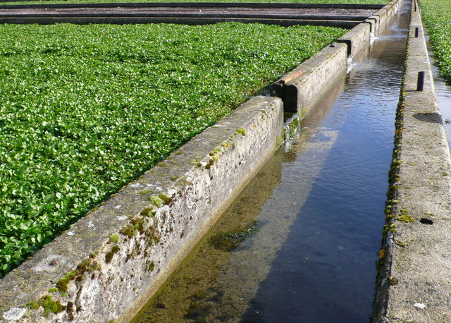 canaletto trench in Florida